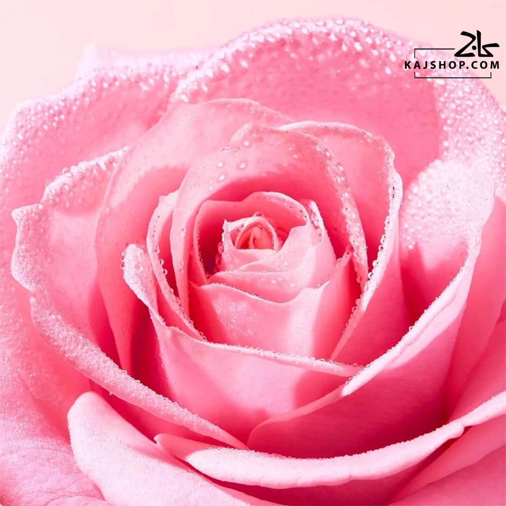 تونر رز نوکس